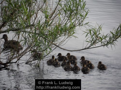 Duck Outing on Lough Gill